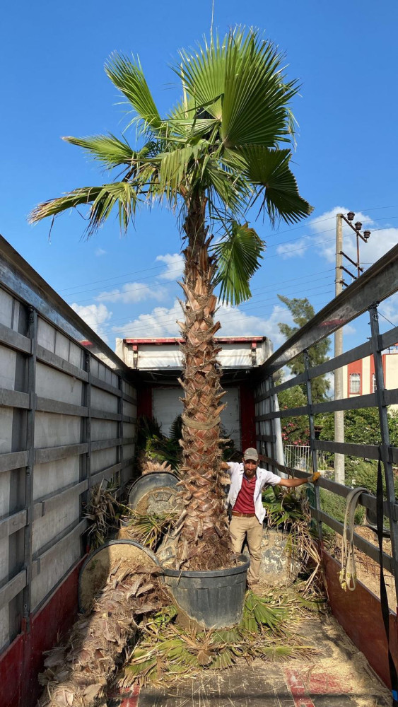 Mexican fan palm